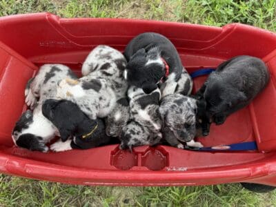 Louisiana Catahoula Leopard Puppies