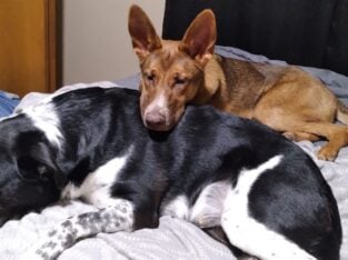 German Shepherd Mix for Sale