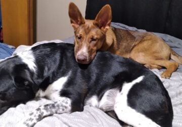 German Shepherd Mix for Sale