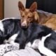 German Shepherd Mix for Sale