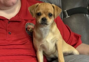 Carlin Pinscher Pups