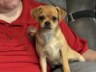 Carlin Pinscher Pups