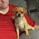 Carlin Pinscher Pups