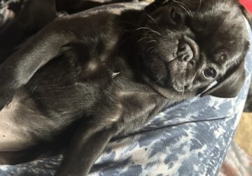 Ivy the Pug