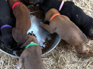 Hound dog PUPS