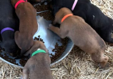 Hound dog PUPS