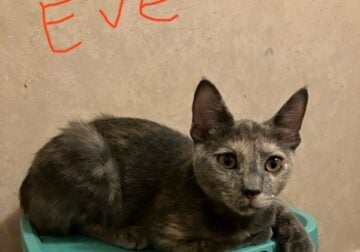 Adorable kittens looking for their Furever home