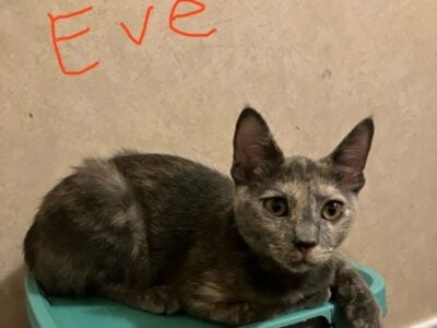 Adorable kittens looking for their Furever home