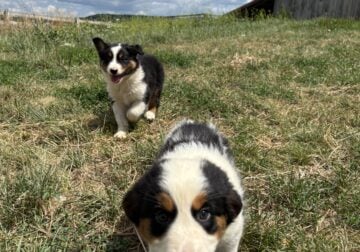 Pure bred Australian shepherd puppies