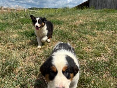 Pure bred Australian shepherd puppies