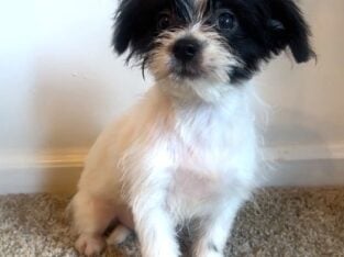 Pooh – Sweet ShiChi Male Puppy