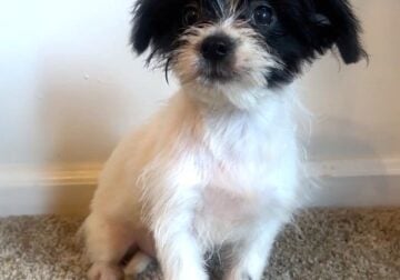 Pooh – Sweet ShiChi Male Puppy