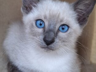 Traditional Female Siamese