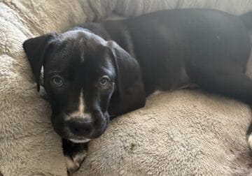 Cane Corso/Pitbull puppies seeking a loving home!