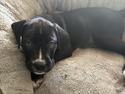 Cane Corso/Pitbull puppies seeking a loving home!