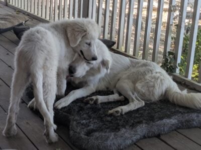 3 months old Great Pyrenees puppies