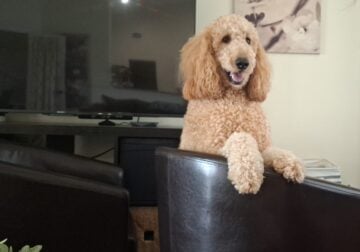 Goldendoodle Looking For a New Home