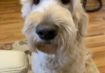 Rehoming Goldendoodle