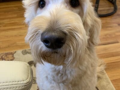 Rehoming Goldendoodle