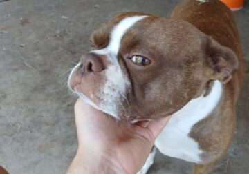 Boston Terriers