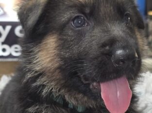 AKC REGISTERED German Shepherd Puppies.. Ready Now