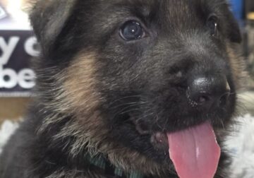 AKC REGISTERED German Shepherd Puppies