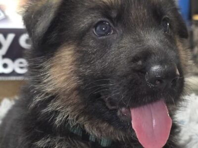 AKC REGISTERED German Shepherd Puppies