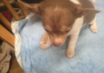 Chihuahua Puppies