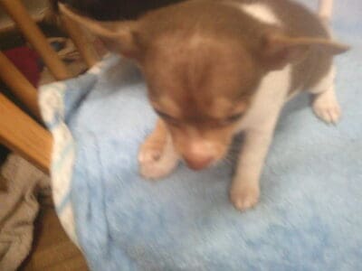 Chihuahua Puppies