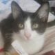 Inky ♡ looking for his forever home