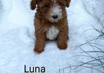 Luna