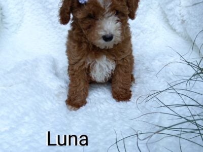 Luna