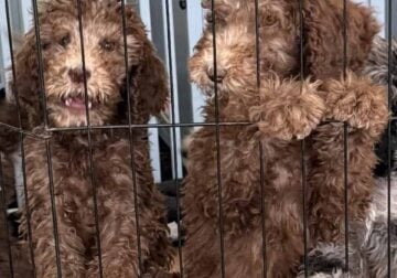 Standard poodle puppy