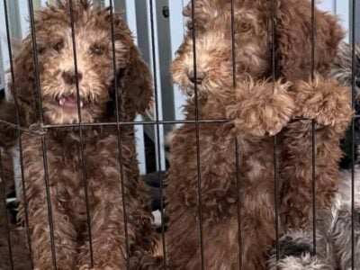 Standard poodle puppy