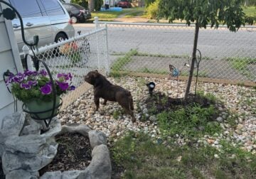 Amrican Bully Stud