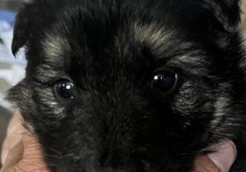 King Shepherds puppies