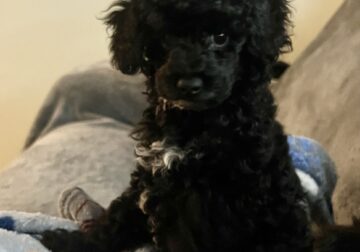 Toy poodle
