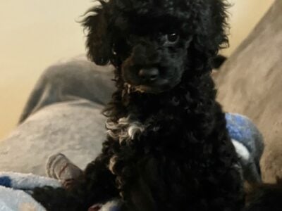 Toy poodle