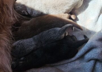 German Shepherd Hybrids