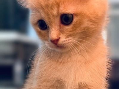 Scottish Fold Kitten