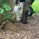 White purebred German Shepherd puppy