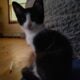Inky ♡ looking for his forever home