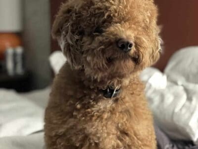 Mini Goldendoodles – Vermont