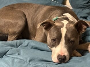 looking to re-home to single dog family
