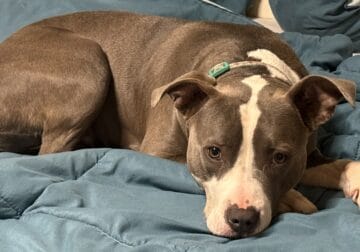 looking to re-home to single dog family