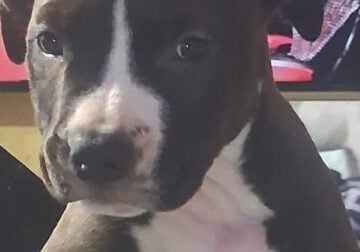 American Bully Puppies for Sale