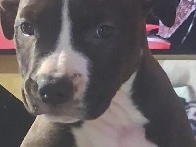 American Bully Puppies for Sale