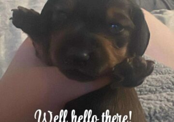 Miniature Dachshund