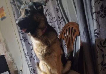 German shepherd