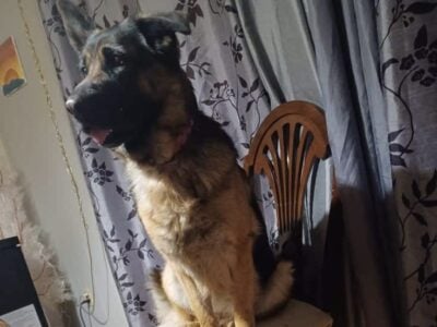 German shepherd
